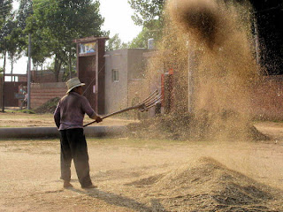 Such a Time as This: Chaff Driven by the Wind (Psalm 1:4-6)