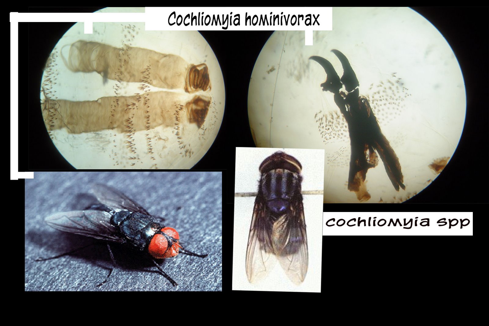 [Cochliomyia+hominivorax.jpg]