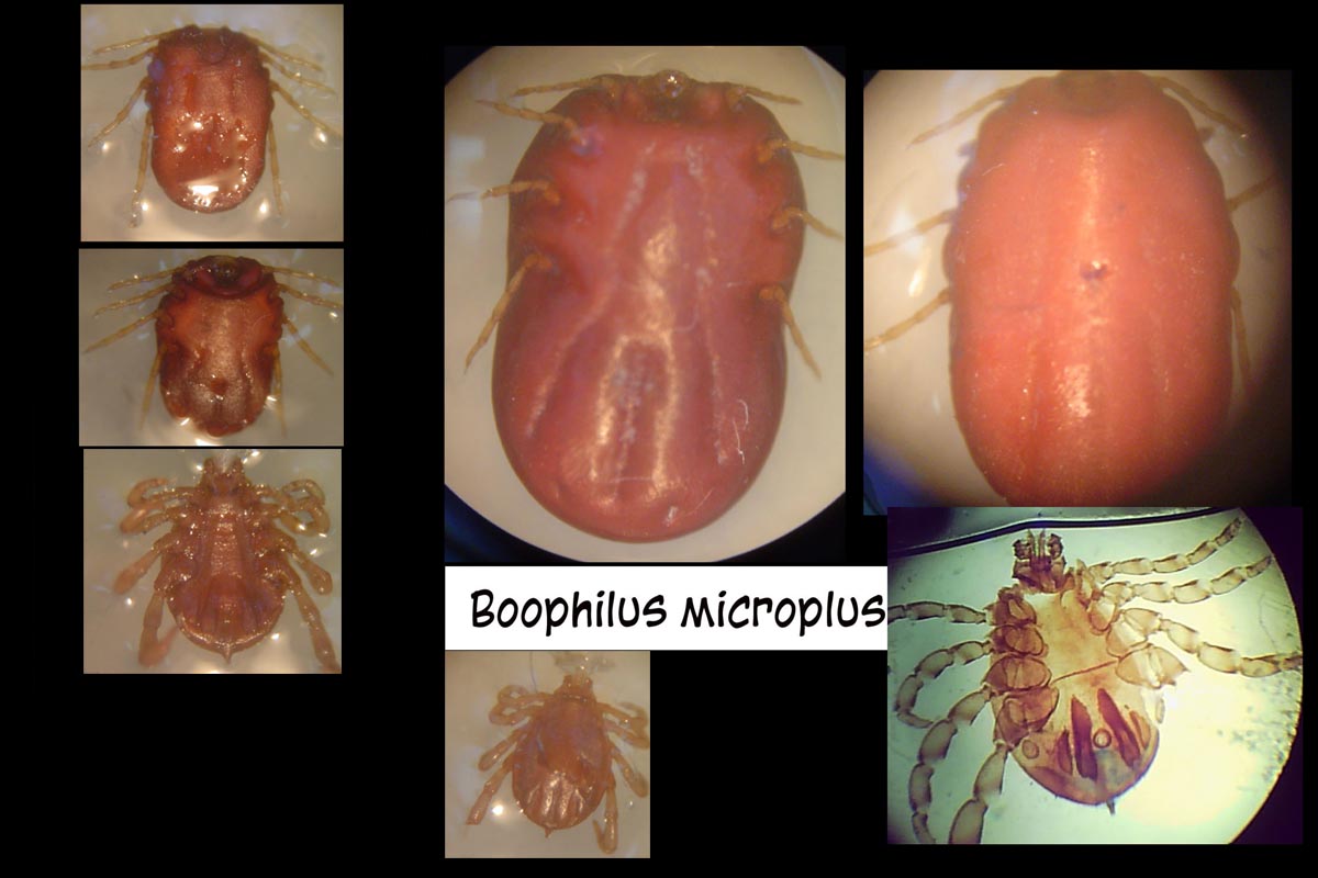 [Boophilus+microplus+cópia.jpg]