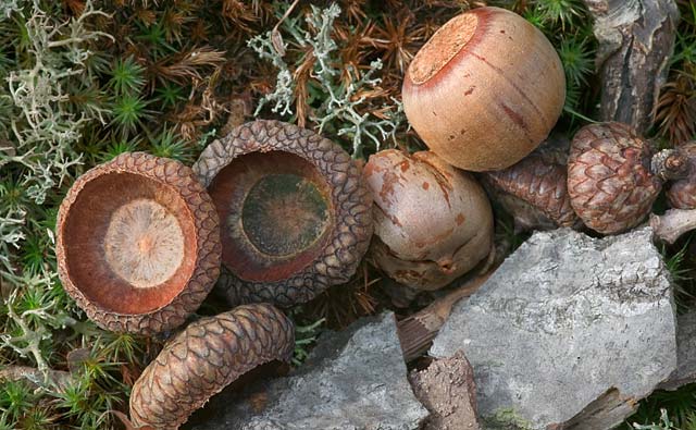 [Fall-Acorns_6936.jpg]