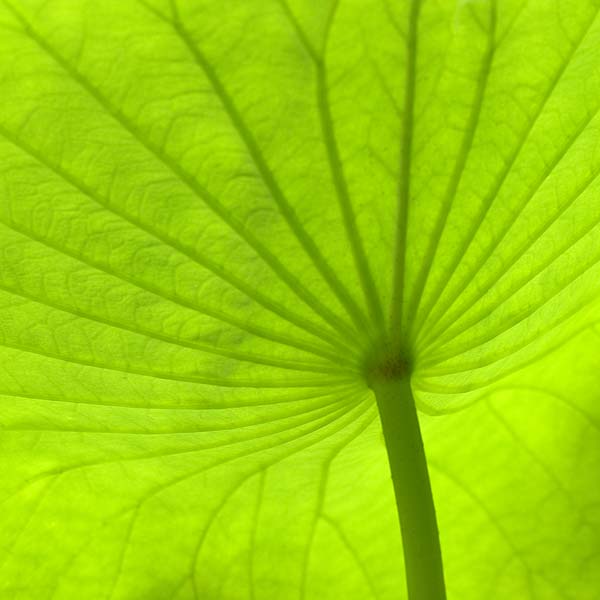 [Lotus-Leaf_5125.jpg]