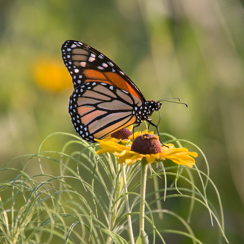 [Monarch_Butterfly_6444.jpg]