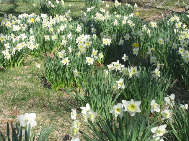 [daffodils.jpg]