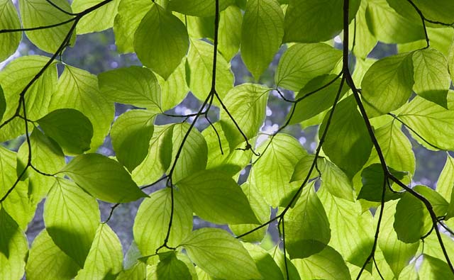 [Dogwood-Leaves_0555.jpg]
