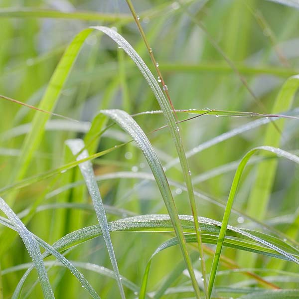 [Prairie-Grass_5108.jpg]