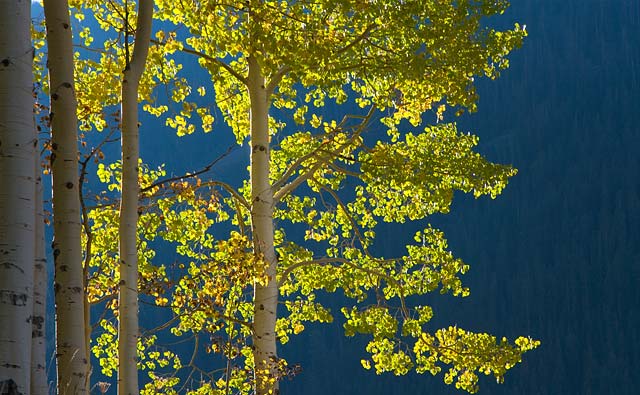 [Blue-Aspens_0917.jpg]