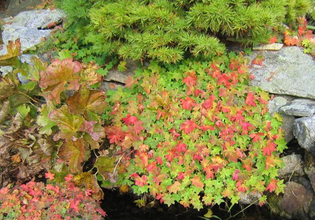 [geranium.jpg]
