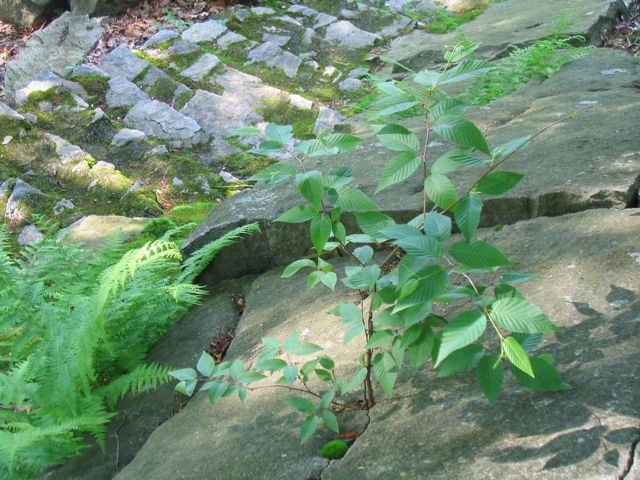 [manitoga.jpg]