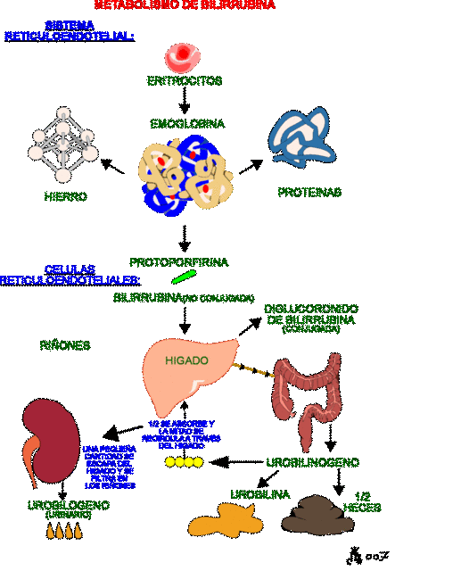Aquí es whay usted debe hacer sobre la dieta del metabolismo acelerado pdf gratis