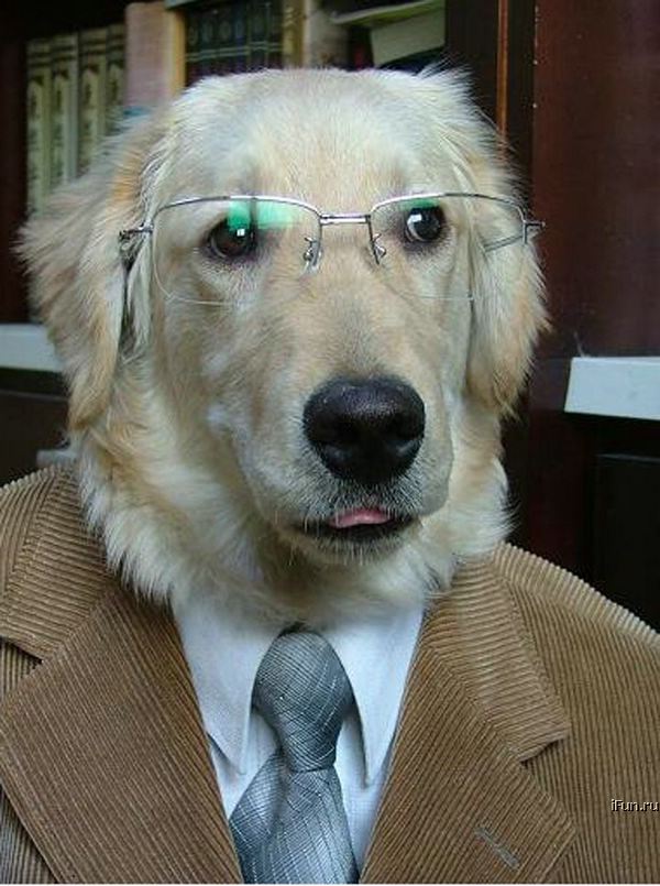 [professordog.jpg]