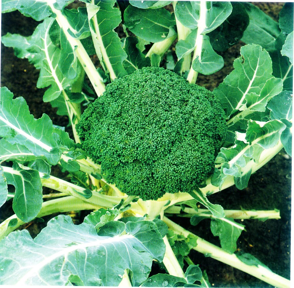  Brokoli  Obat Kanker Payudara