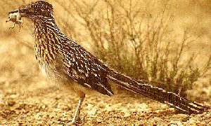 Roadrunner's Acme Lab