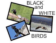 BLACK and WHITE BIRDS