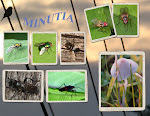 MINUTIA