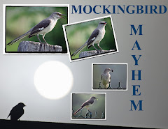 MOCKINGBIRD MAYHEM