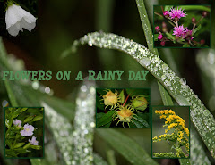 FLOWERS ON A RAINY DAY