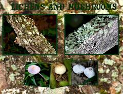 LICHENS AND MUSHROOMS