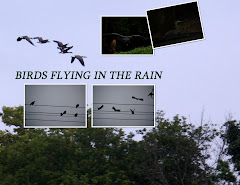 BIRDS FLYING IN THE RAIN