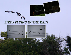 flying rain birds