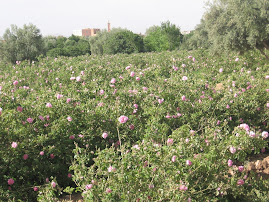 Rose Fields