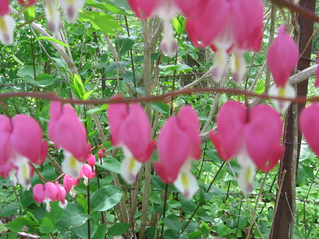 [summer+2008+bleeding+hearts+2.jpg]