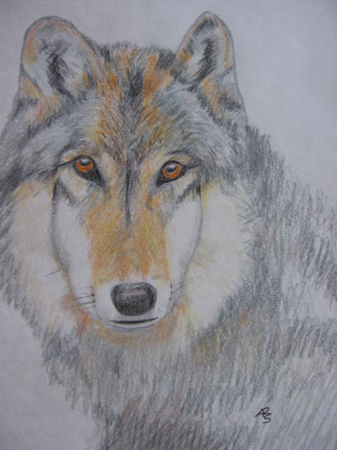 [wolf.jpg]