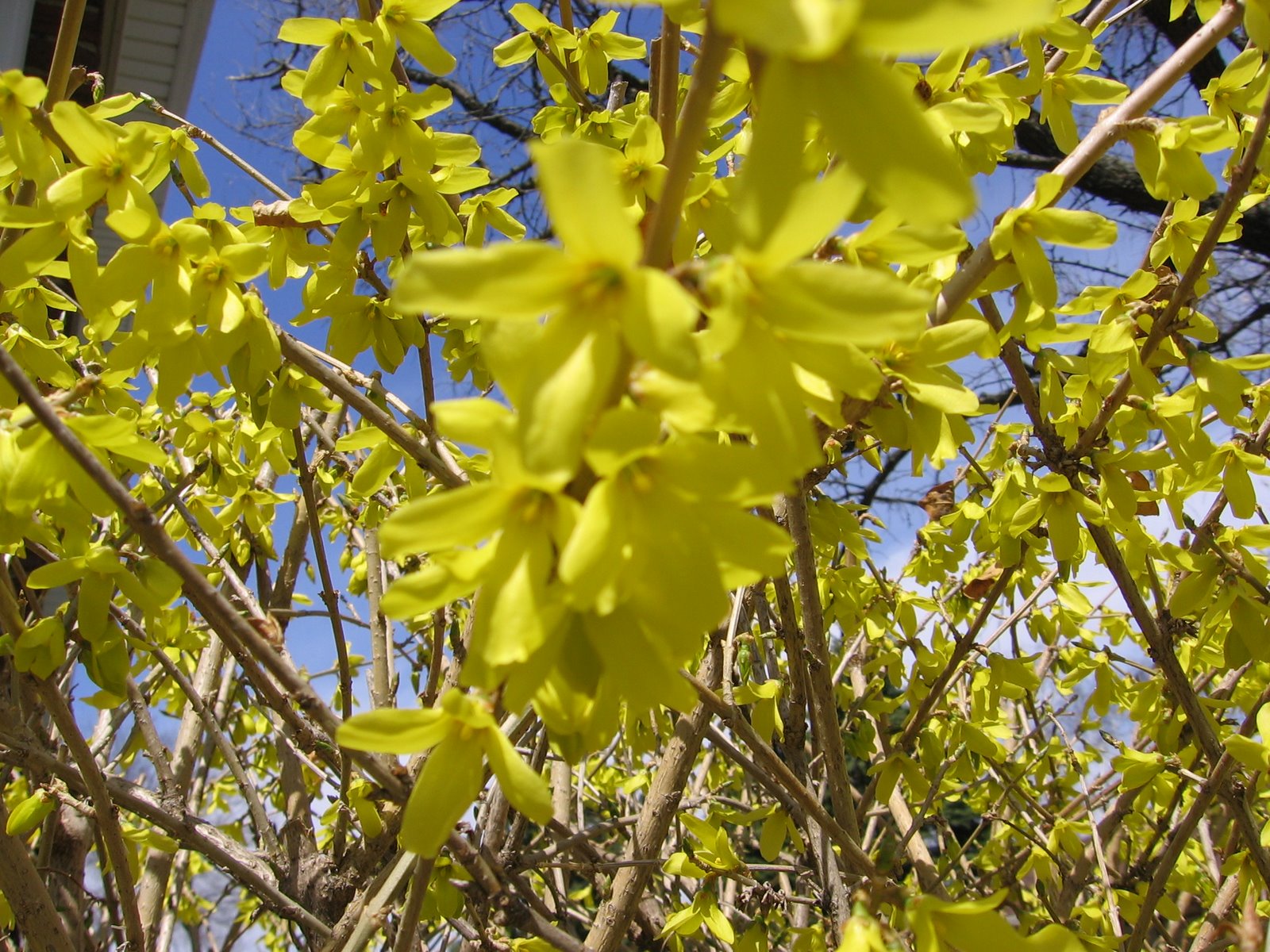 [forsythia.jpg]