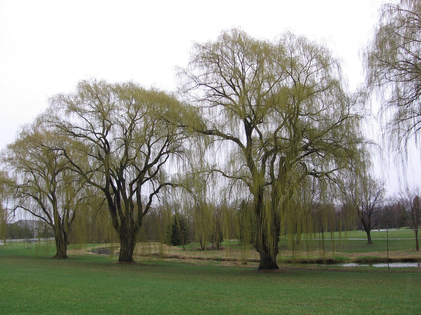 [weepingwillows+003.jpg]