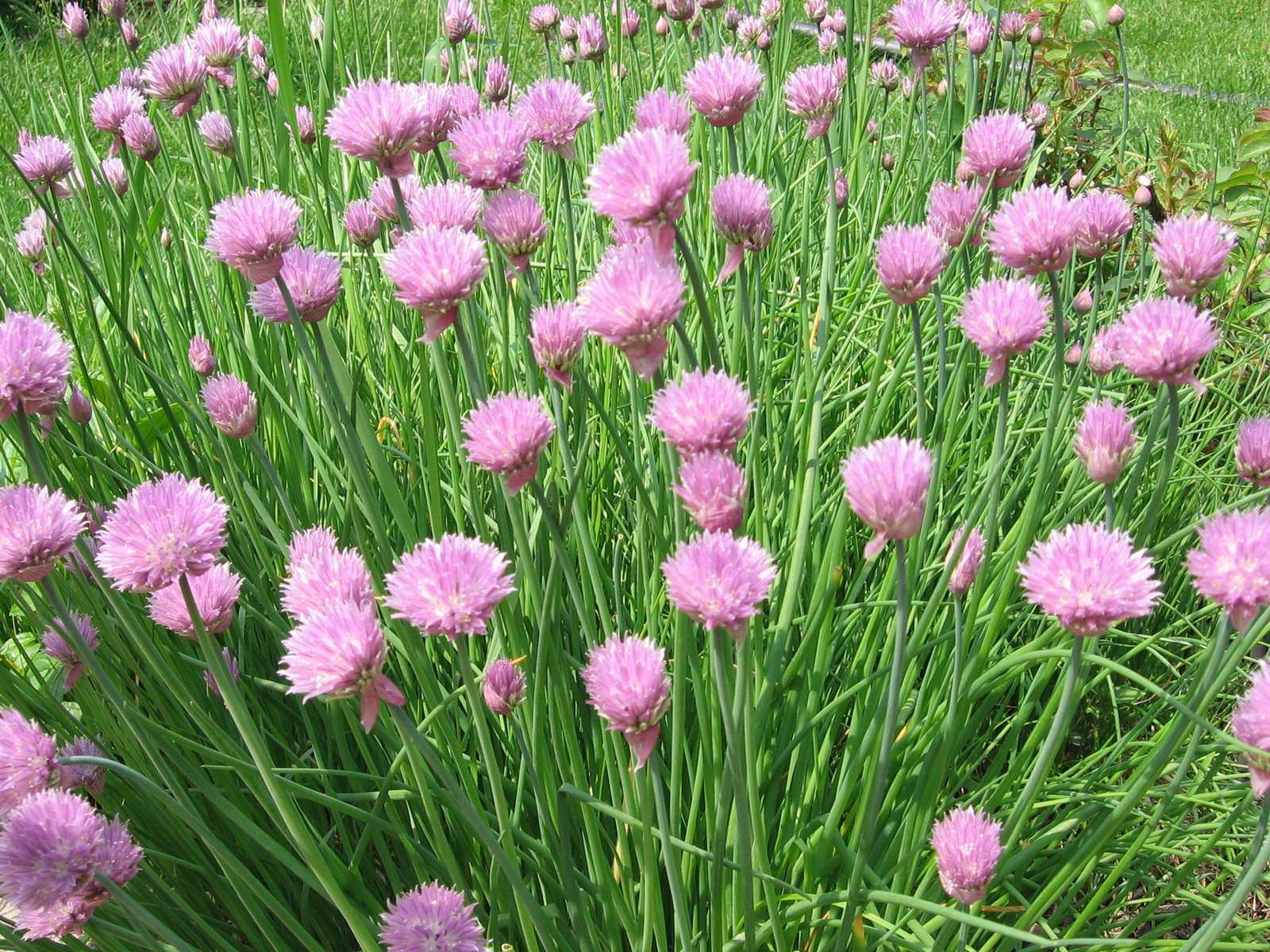 [chives+001.jpg]