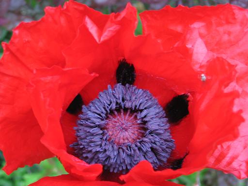 [poppy+02.jpg]