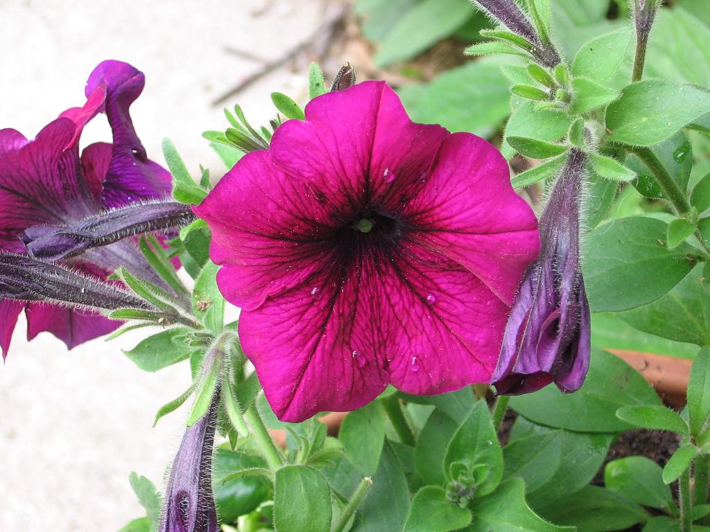 [petunia.jpg]