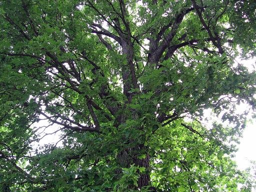[oak.JPG]