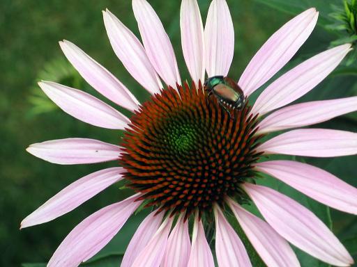 [coneflower+02.JPG]
