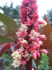 Ricinus i blomst