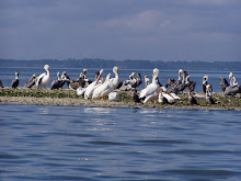 White pelicans on the Dry Bar