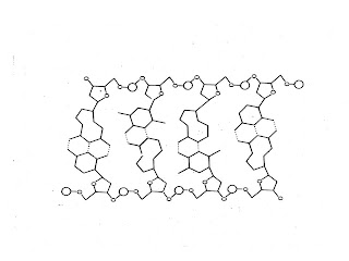 Sutton's AP Biology: DNA Structure
