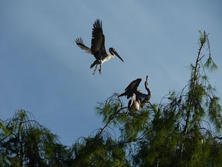 Pelican tree