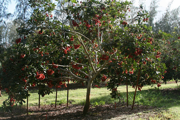 Simple Bill Of Sale >> Ahonui Orchards: Kauai Tropical Fruit Orchards for Sale Simple Bill Of Sale >> Ahonui Orchards: Kauai Tropical Fruit Orchards for Sale