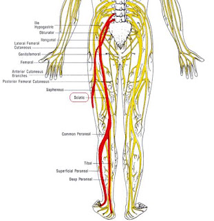 jp-aguilar-ischiatic-sciatic-nerve
