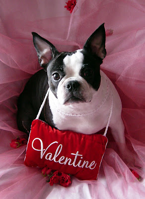 Valentine's Day Dog Ecards