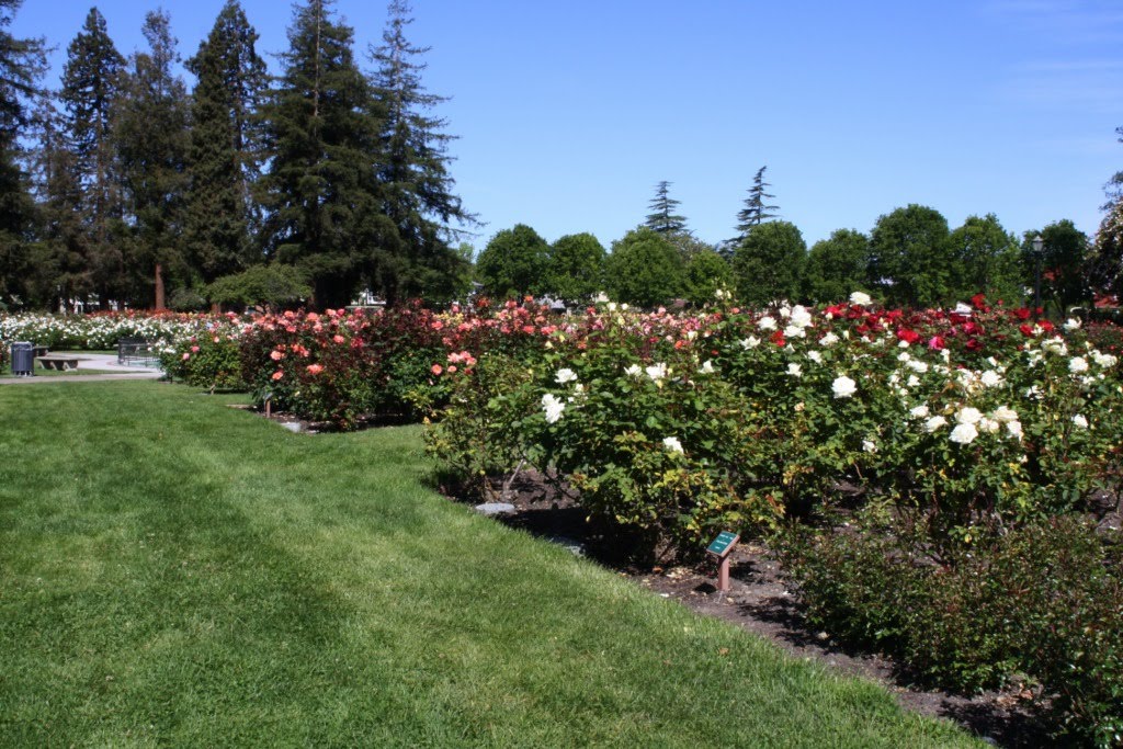 Municipal Rose Garden San Jose Cost