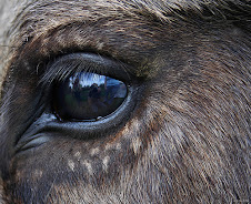 The Donkey's eye