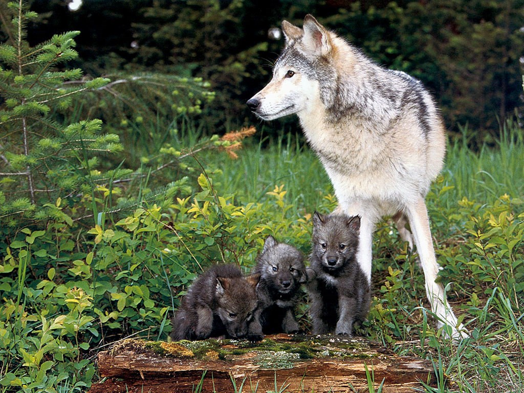 LOBOS Vida