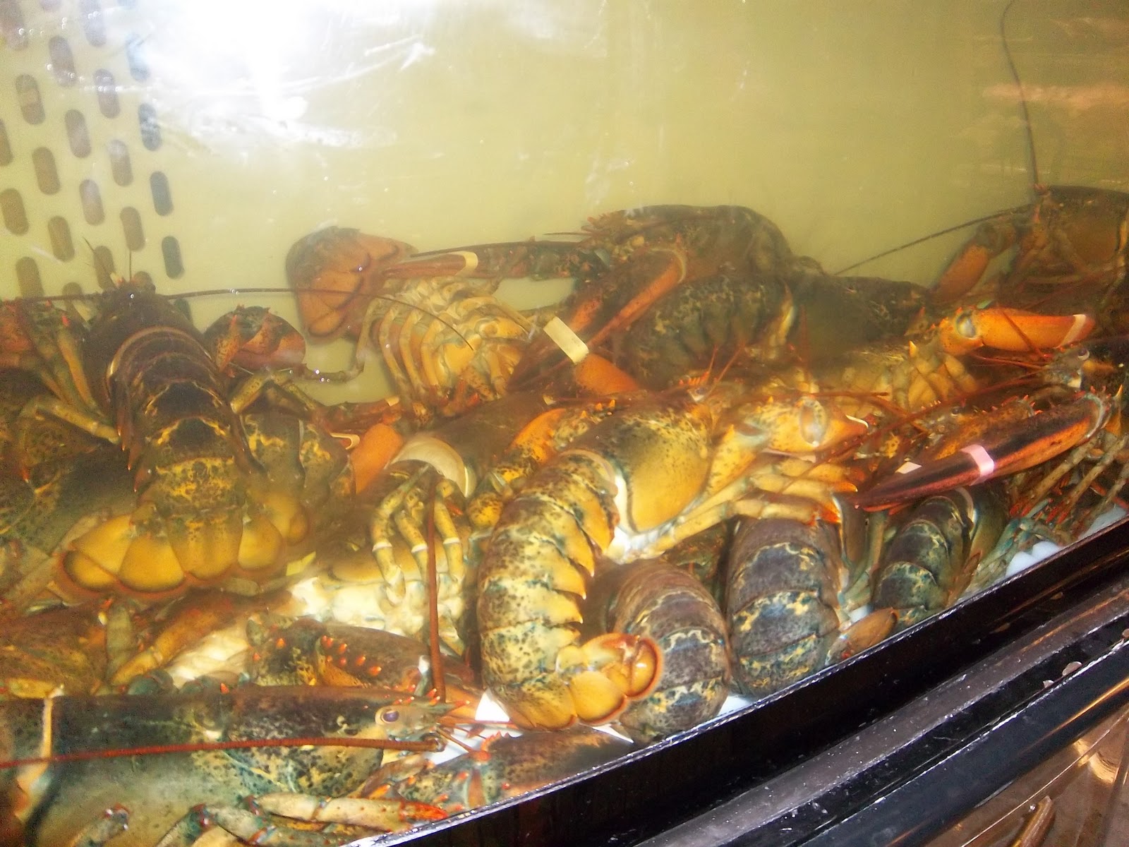 Neil Cooks Grigson 271 How To Boil Crabs, Lobsters, Prawns and Shrimps