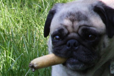 Arliss the Pug: Cigar Afficiando Magazine Cover - Pug Issue