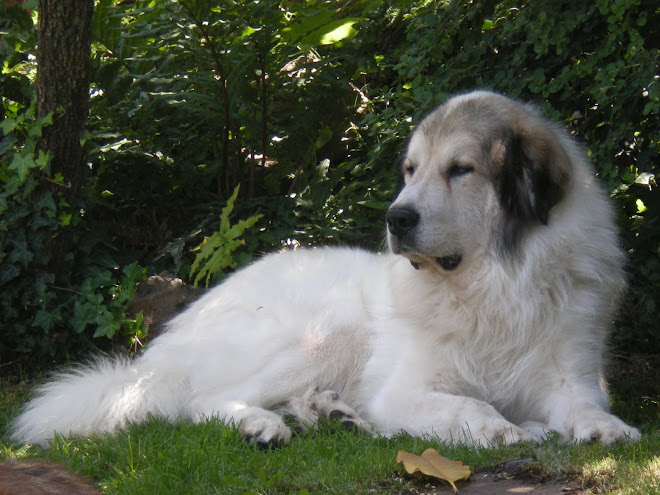 Polo de Toulouse