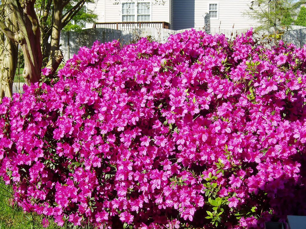 [Pink+Flowers+in+Our+Yard+1.jpg]