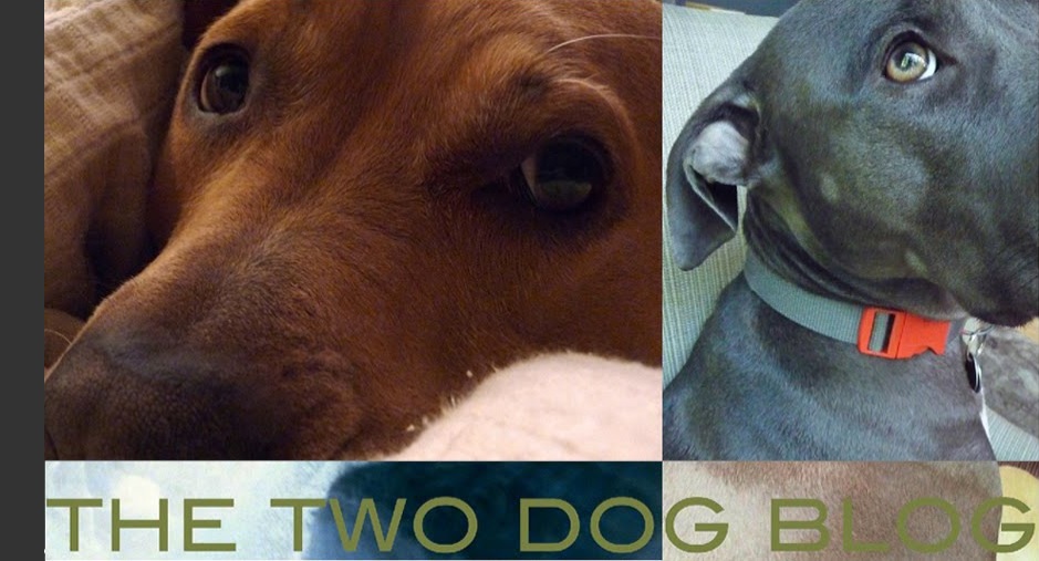 the two dog blog