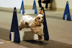 Joesph at Pet Expo