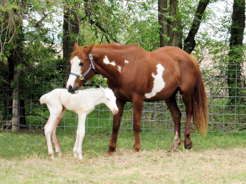 These are horses. Табун лошадей. Жеребец аппалуза. Порода лошадей камарильо. Ожирение у лошадей.